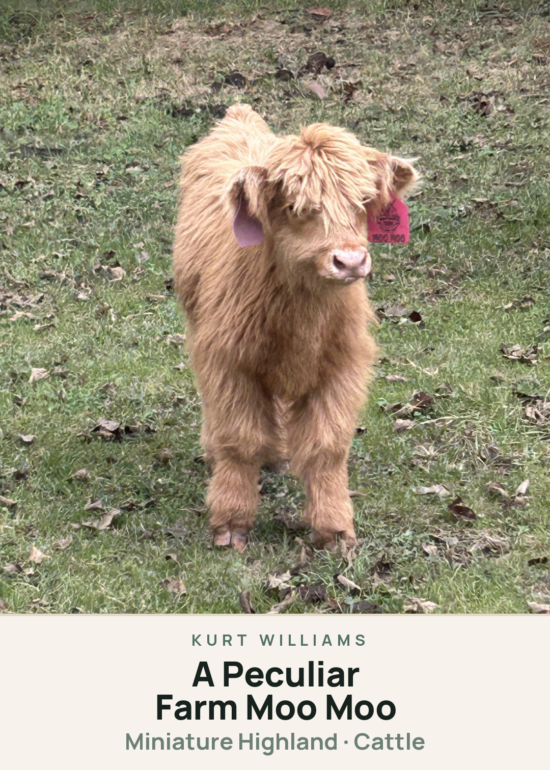 A Peculiar Farm Moo Moo Creature Card