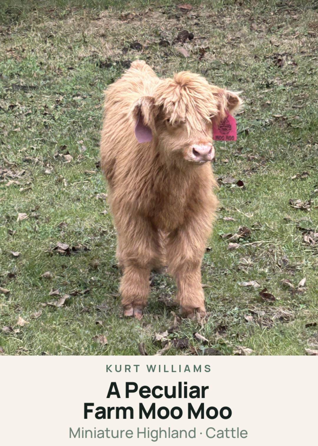 A Peculiar Farm Moo Moo Creature Card