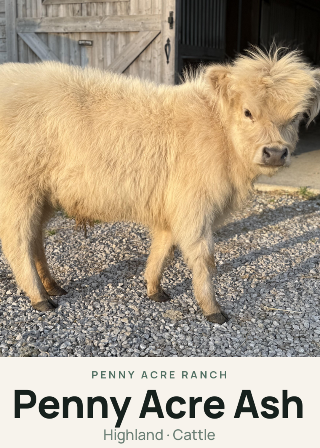 Penny Acre Ash Creature Card