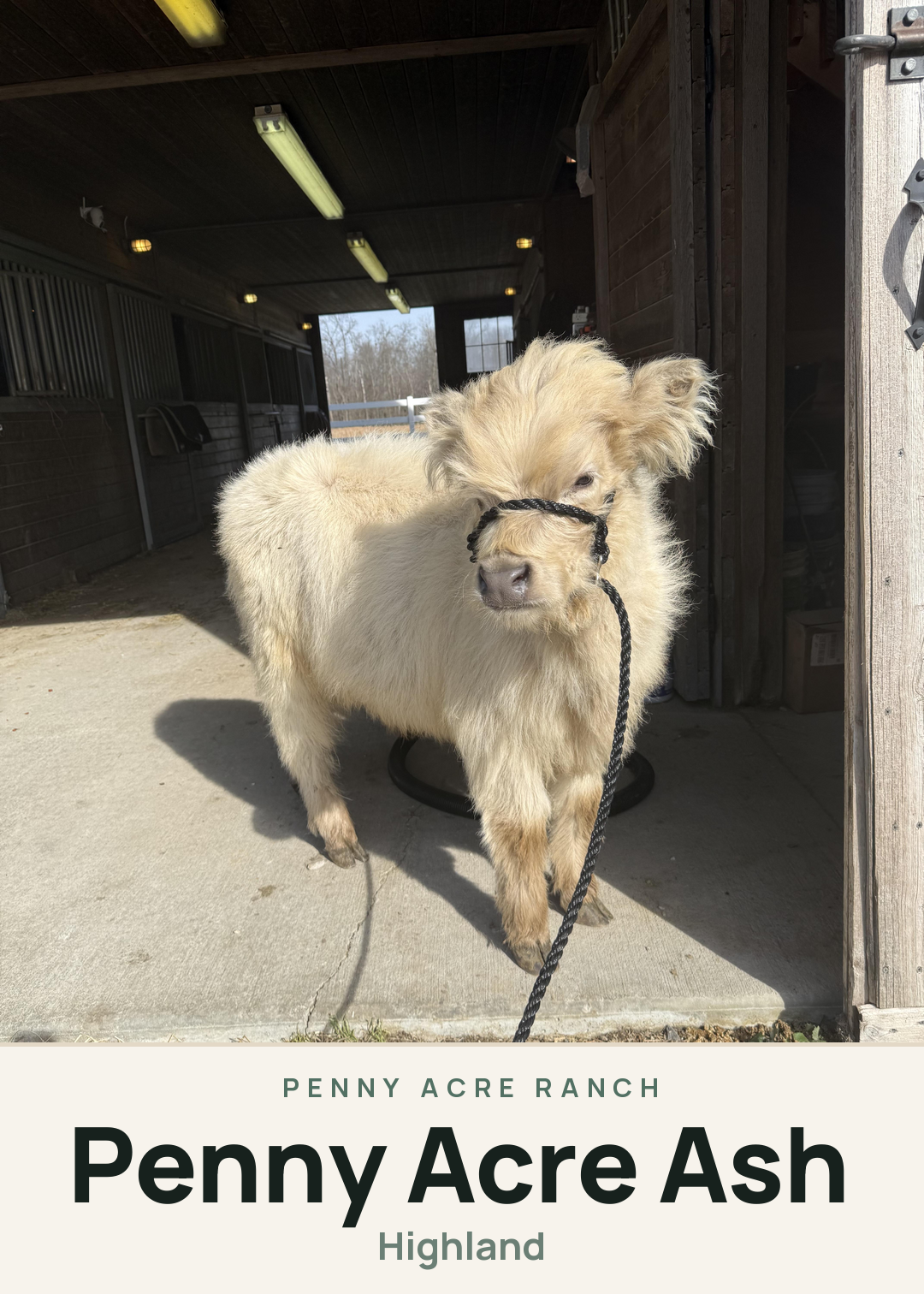 Penny Acre Ash Creature Card