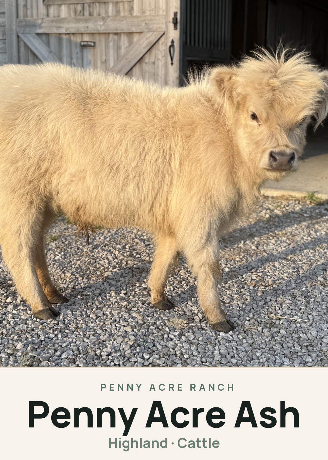 Penny Acre Ash Creature Card