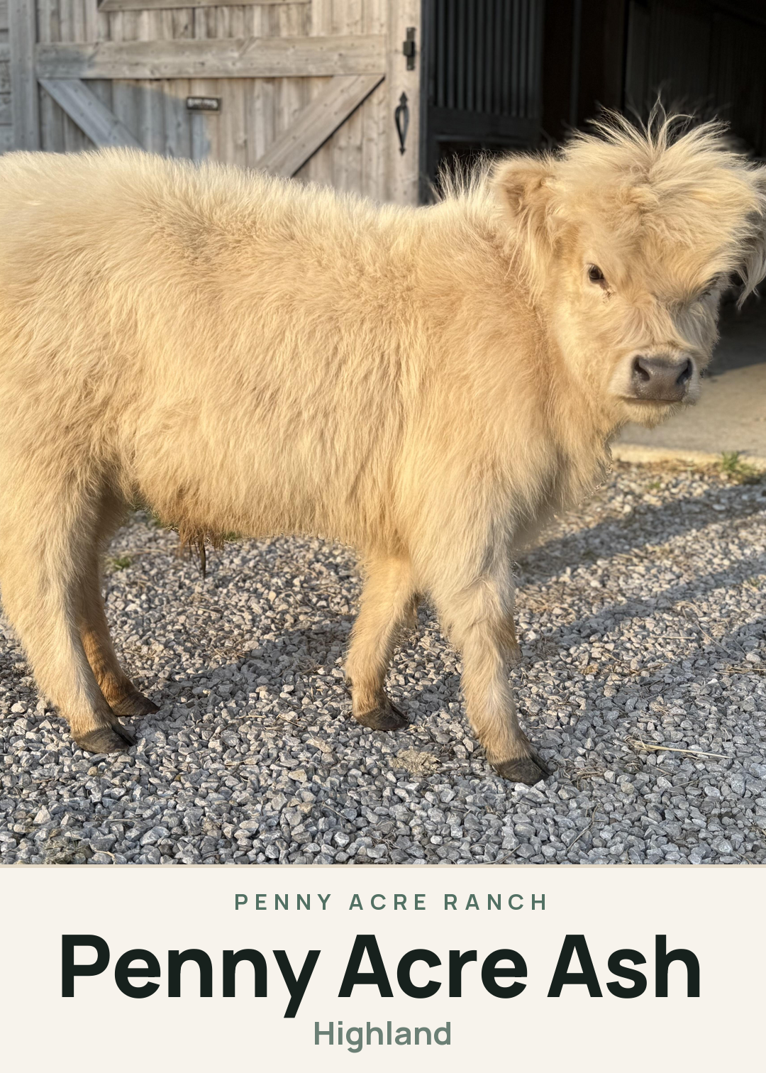 Penny Acre Ash Creature Card