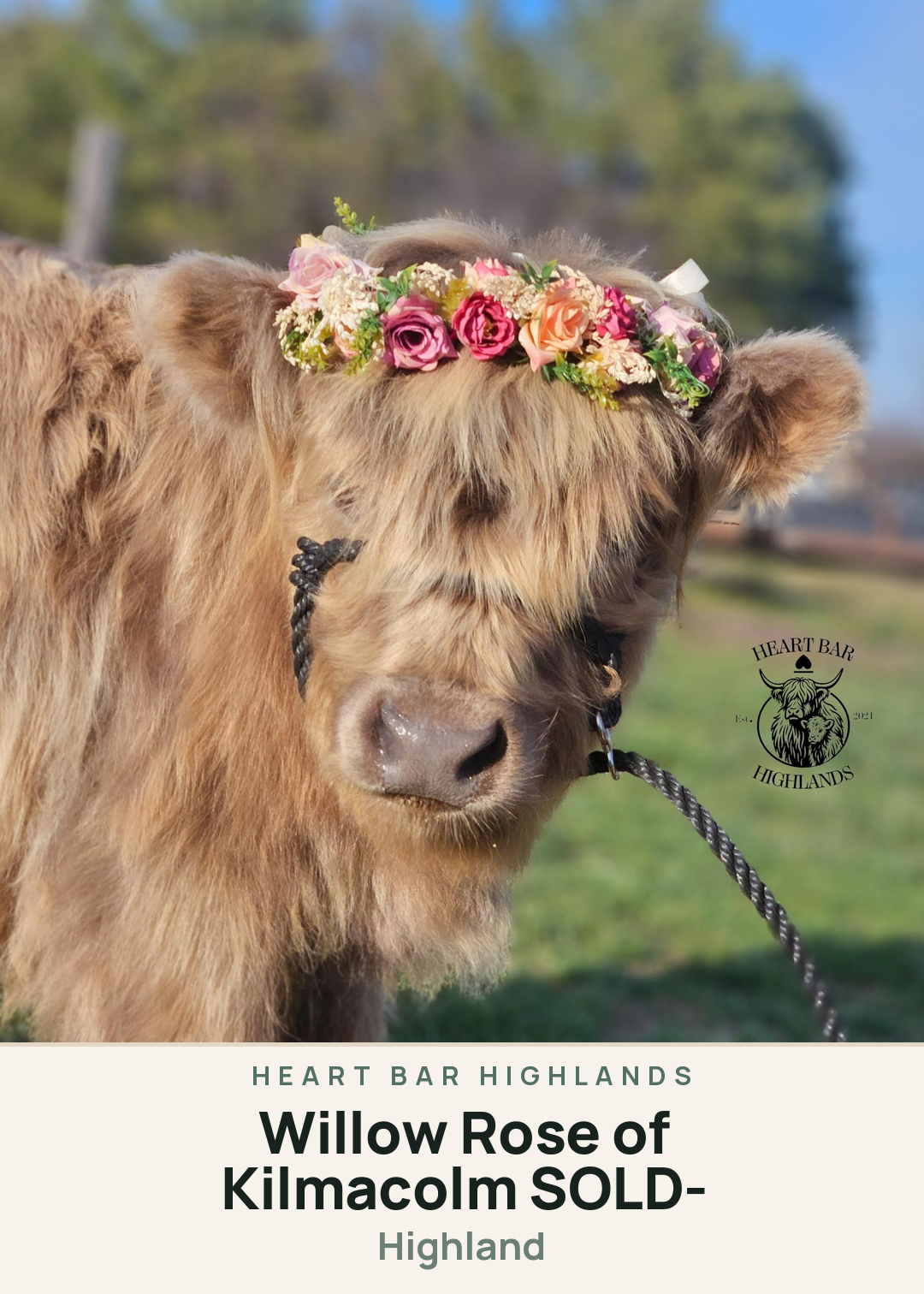 Willow Rose of Kilmacolm -SOLD- Creature Card