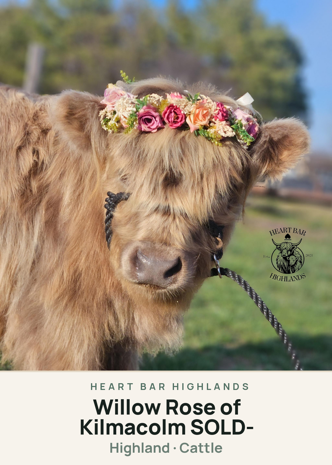 Willow Rose of Kilmacolm -SOLD- Creature Card