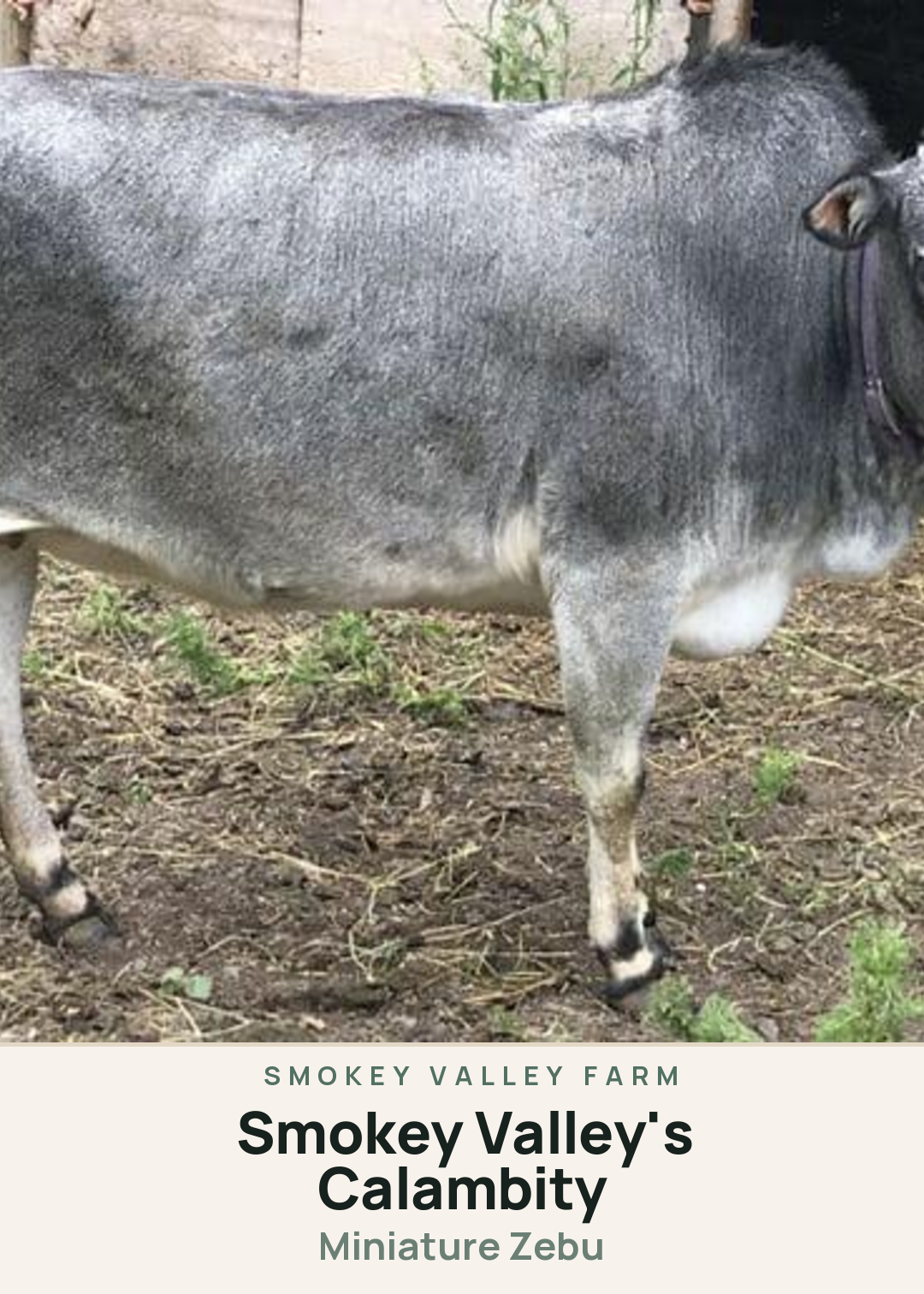 Smokey Valley's Calambity Creature Card