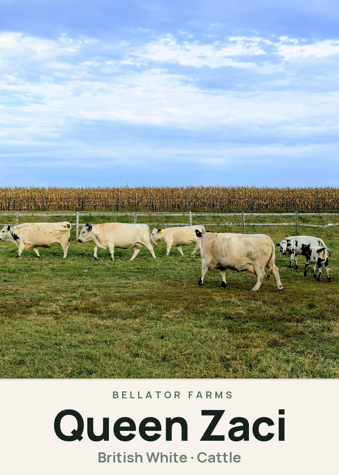 Queen Zaci Creature Card