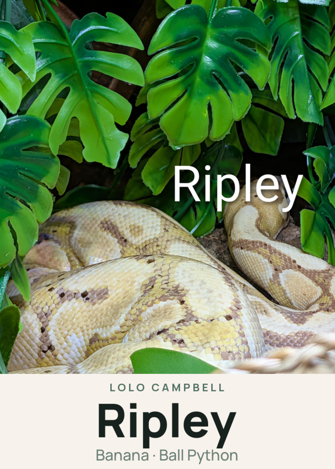 Ripley Creature Card