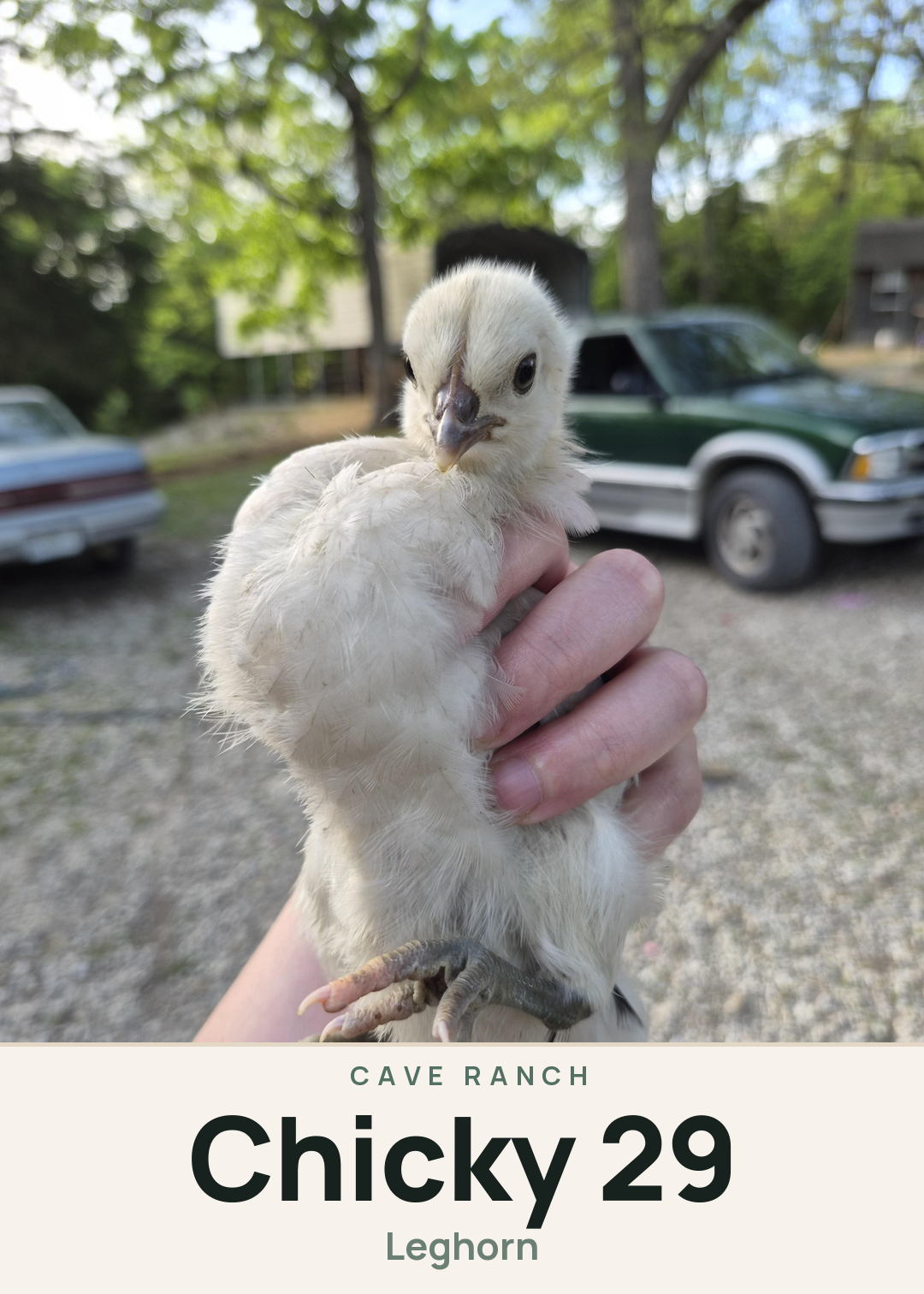 Chicky 29 Creature Card