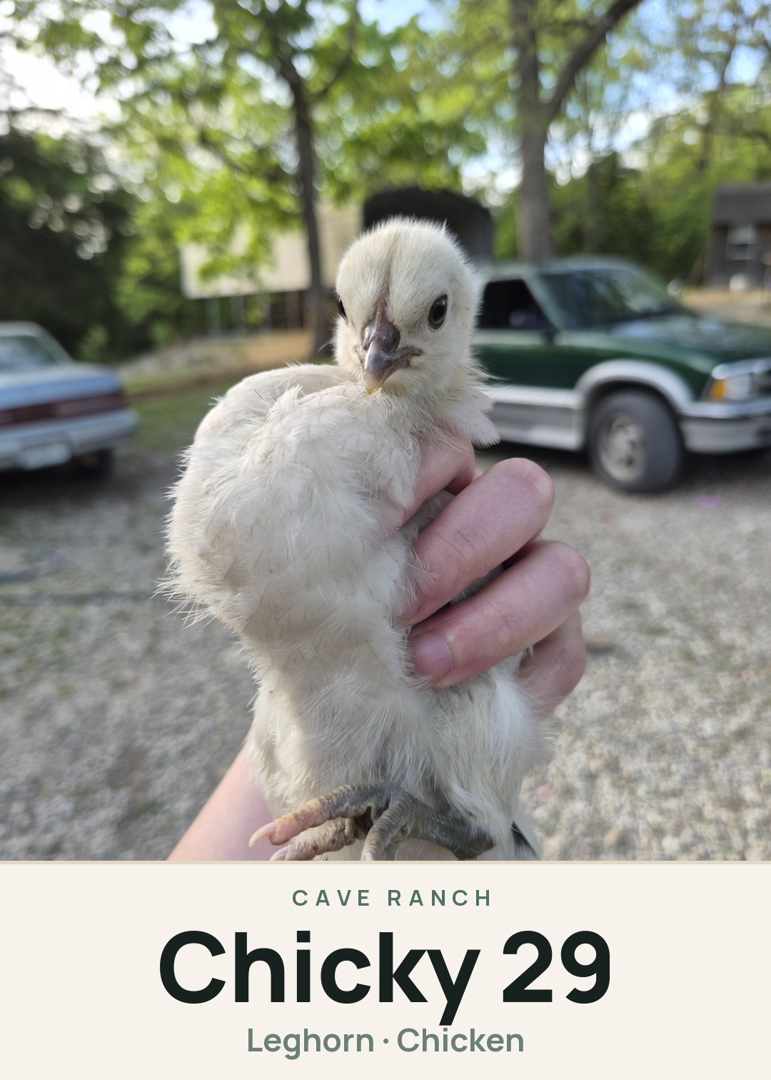Chicky 29 Creature Card