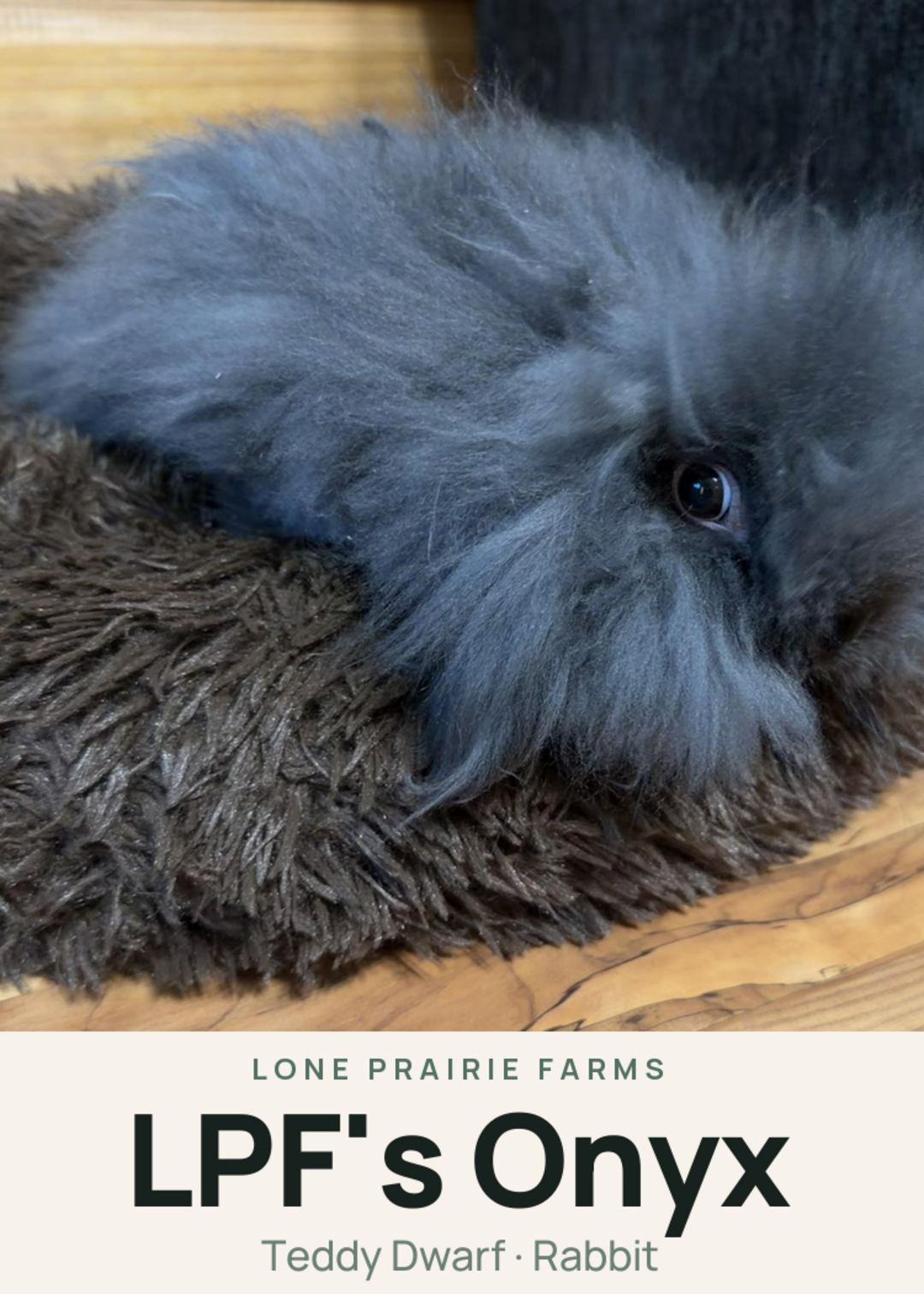 LPF's Onyx Creature Card
