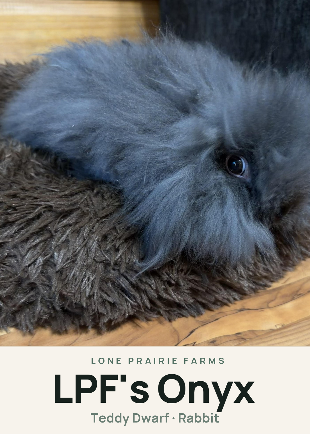 LPF's Onyx Creature Card