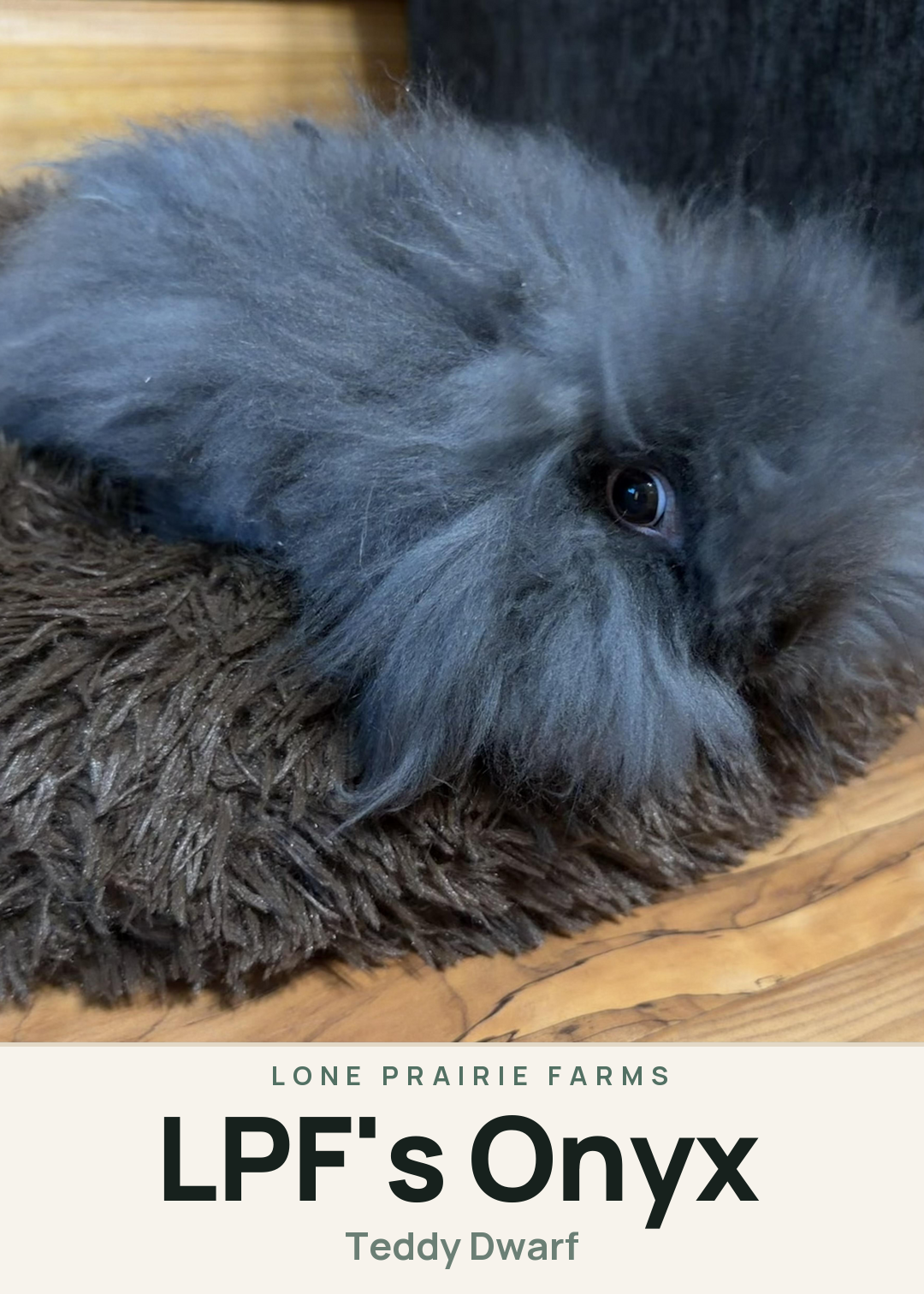 LPF's Onyx Creature Card