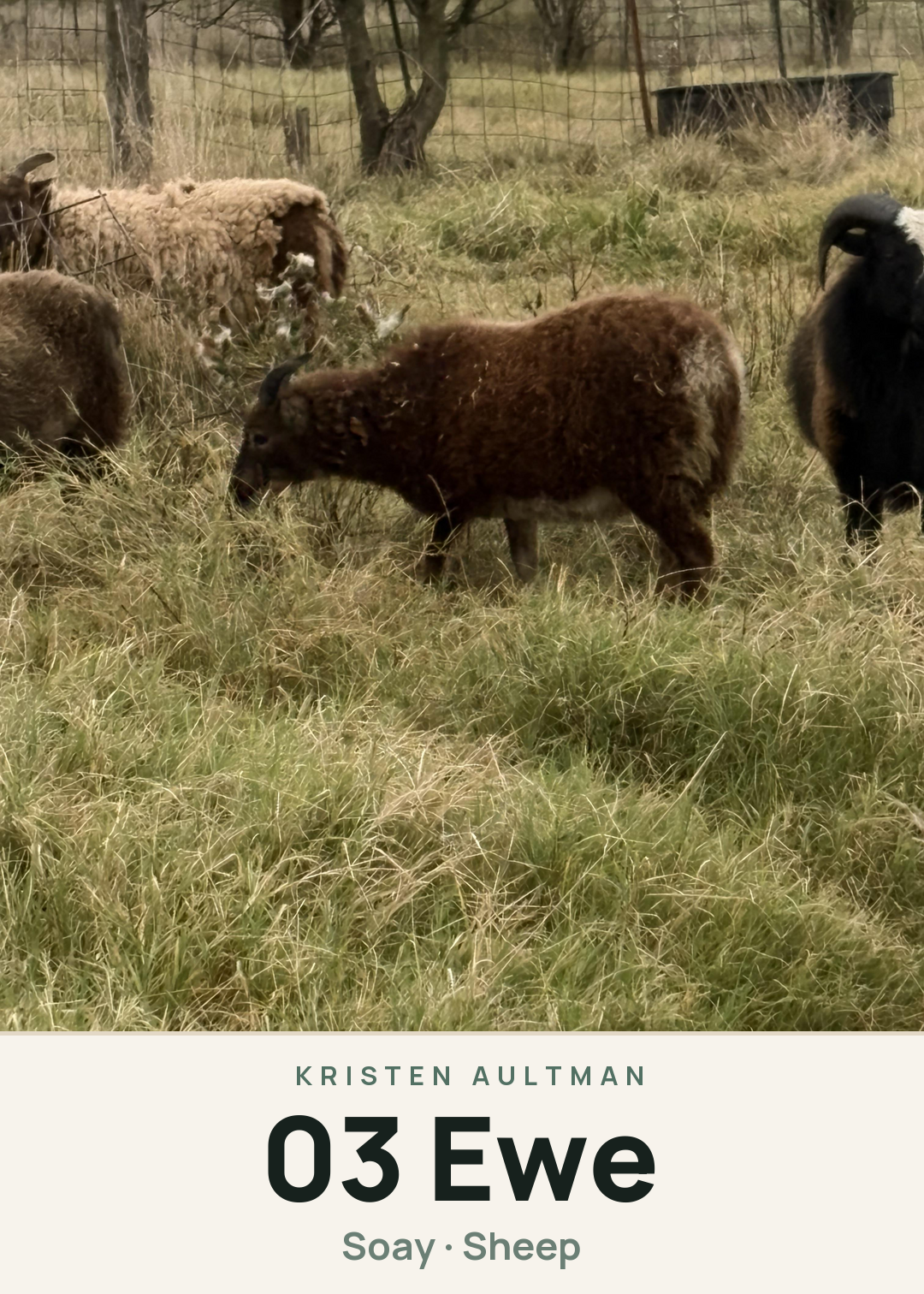 03 Ewe Creature Card