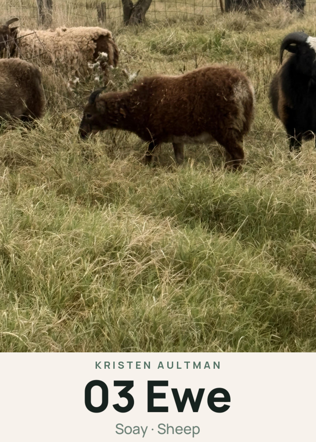 03 Ewe Creature Card