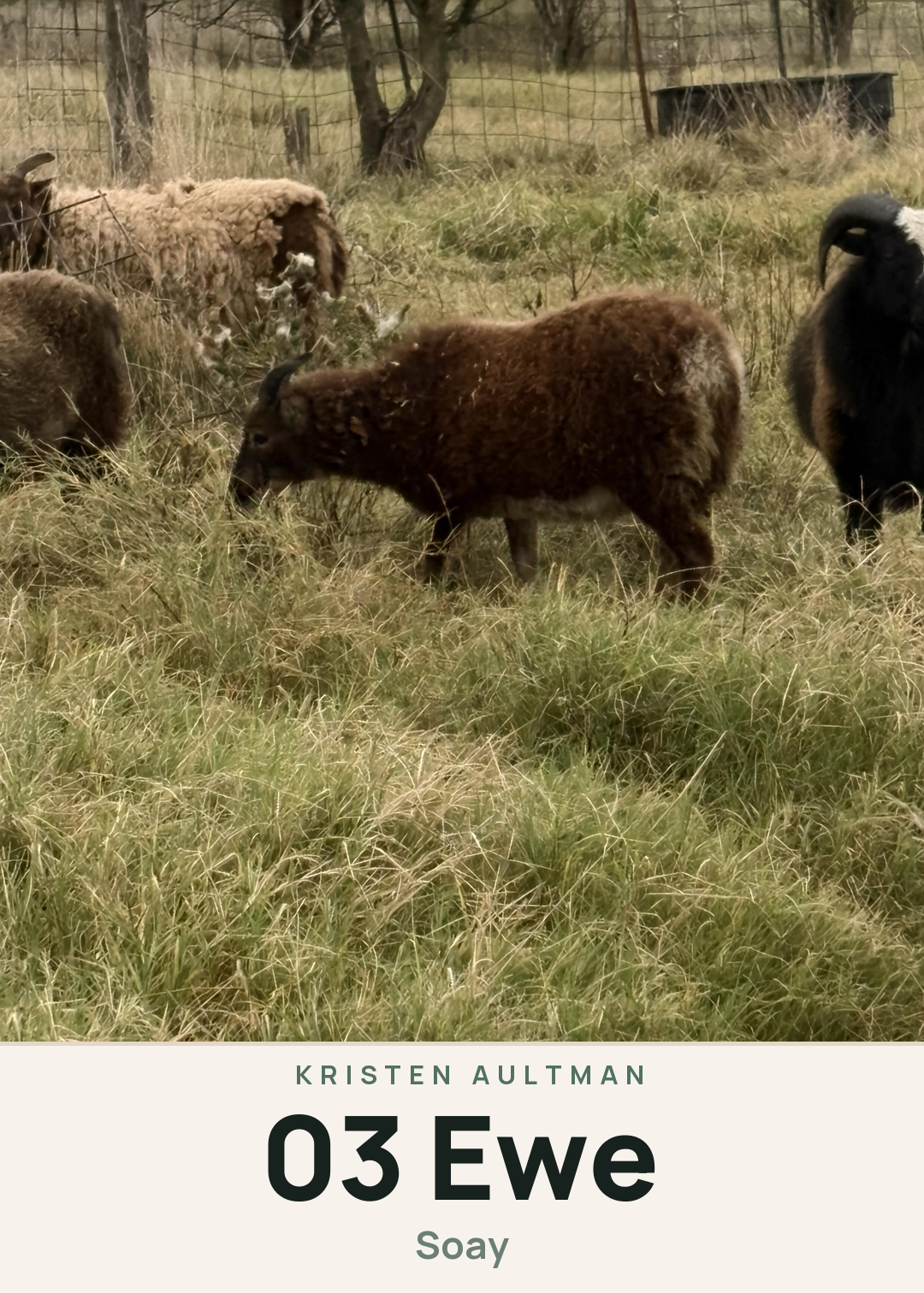 03 Ewe Creature Card