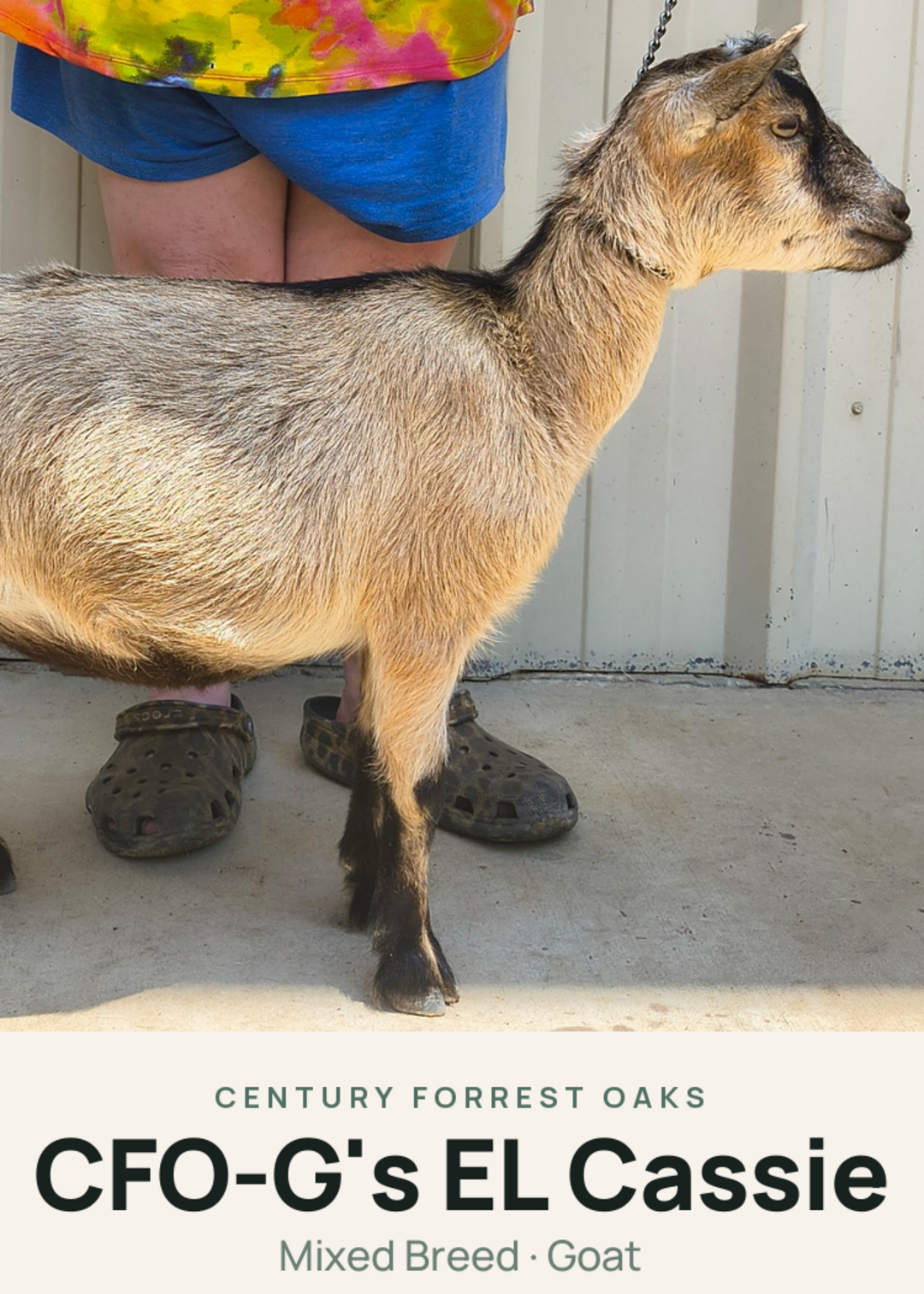 CFO-G's EL Cassie Creature Card