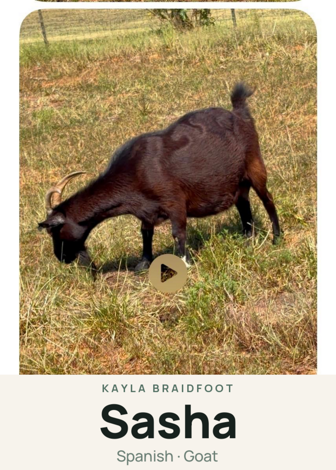 Sasha Creature Card