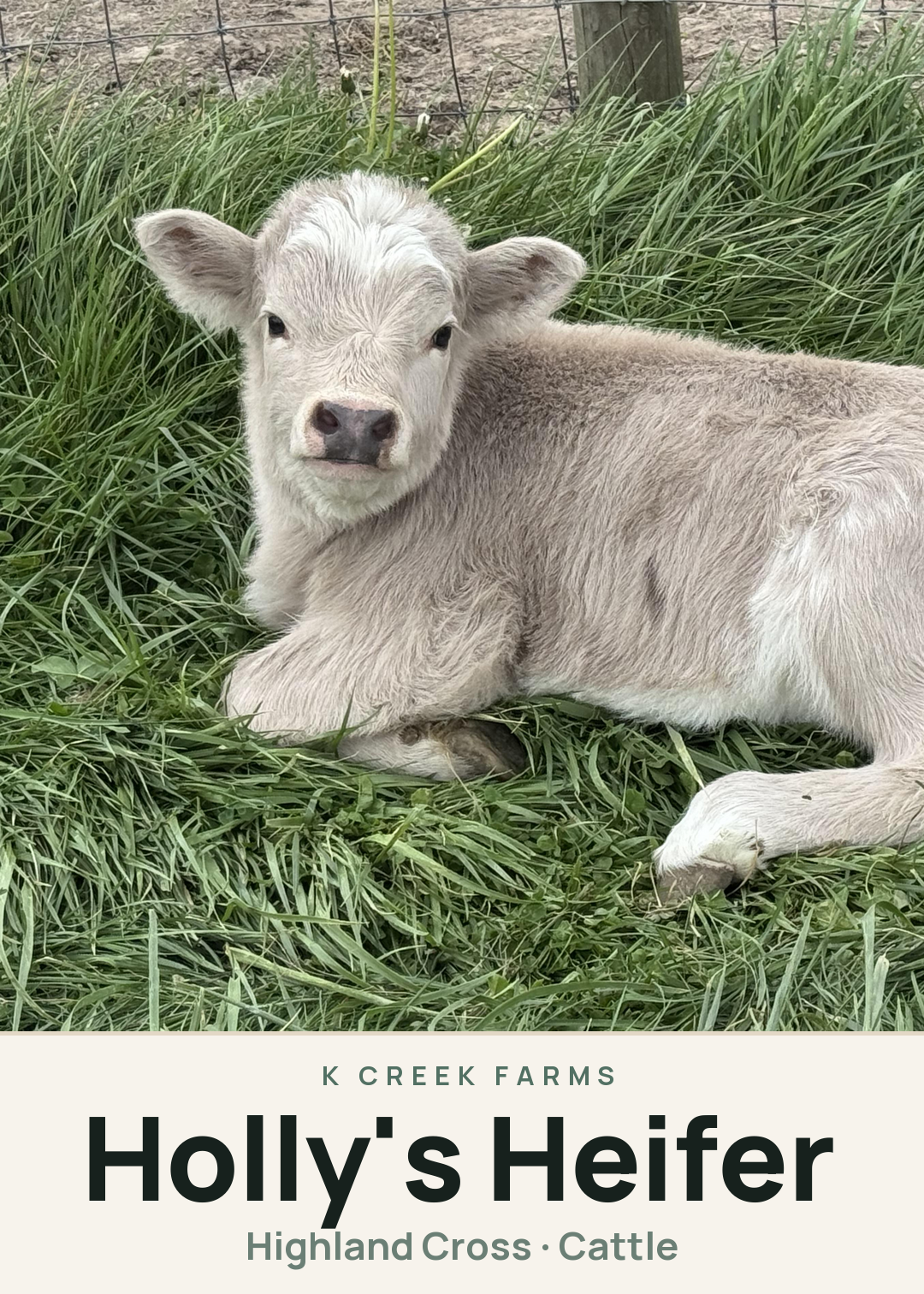 Holly's Heifer Creature Card