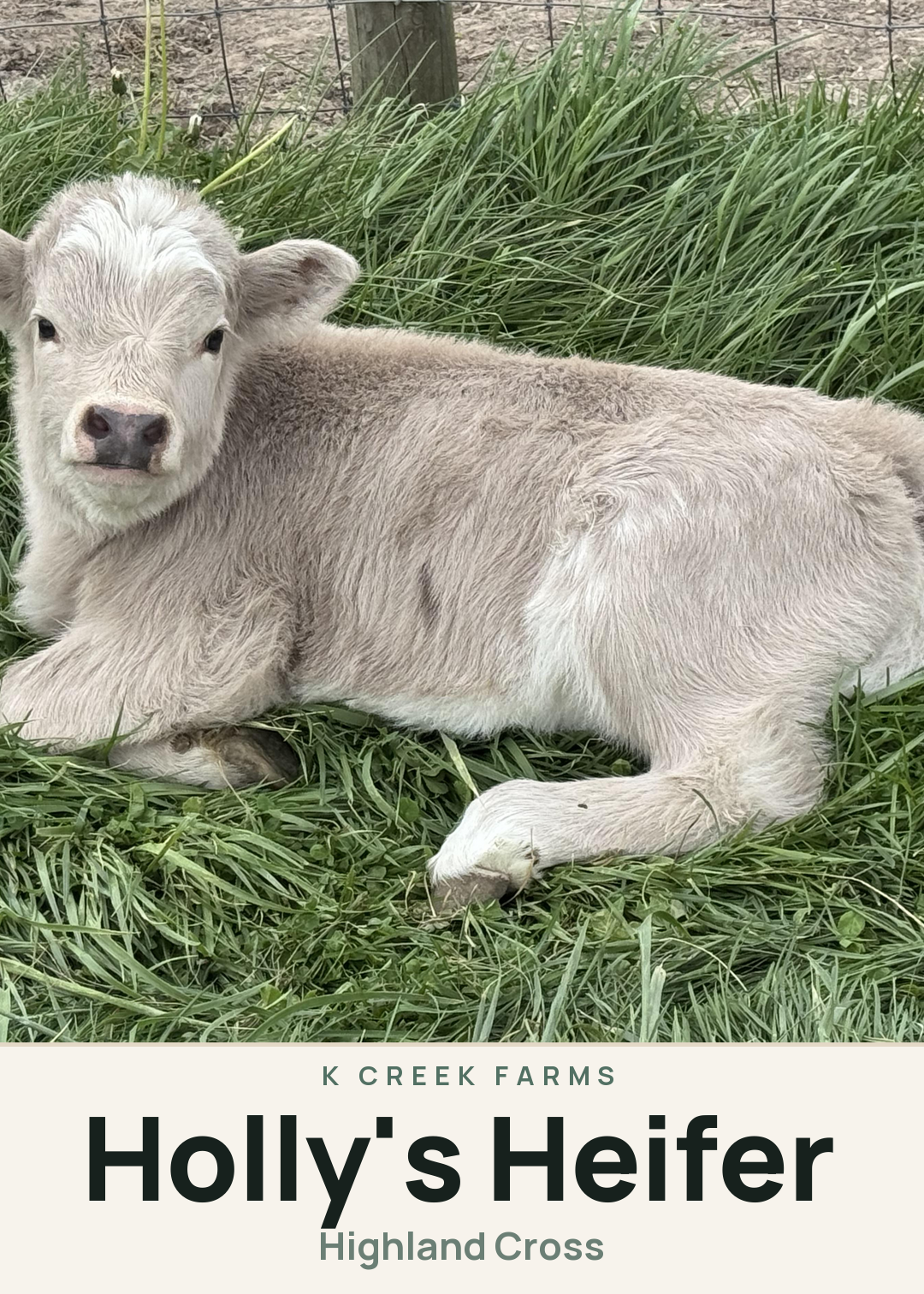 Holly's Heifer Creature Card