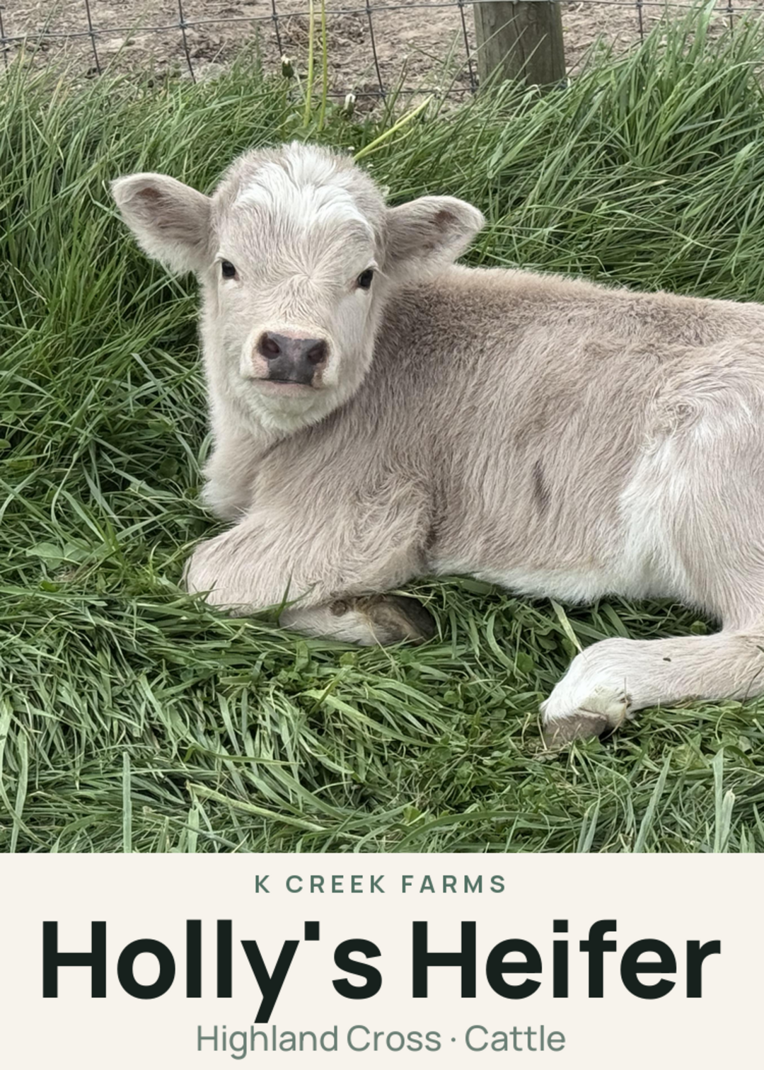Holly's Heifer Creature Card
