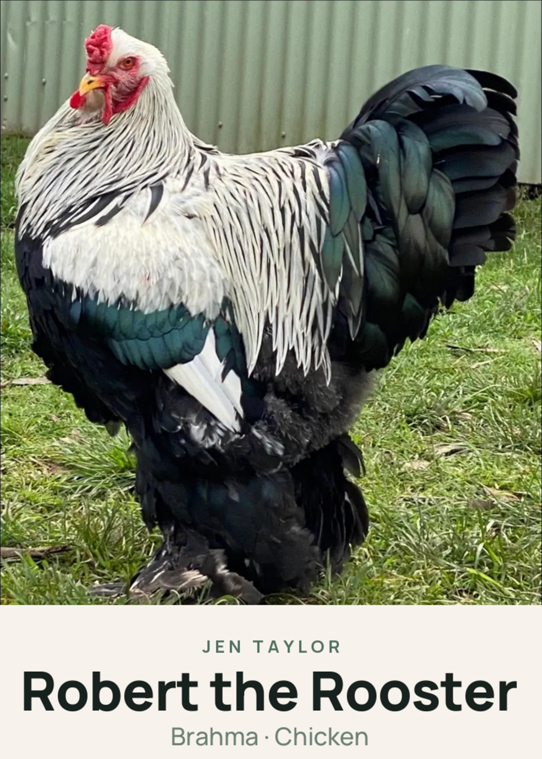 Robert the Rooster Creature Card