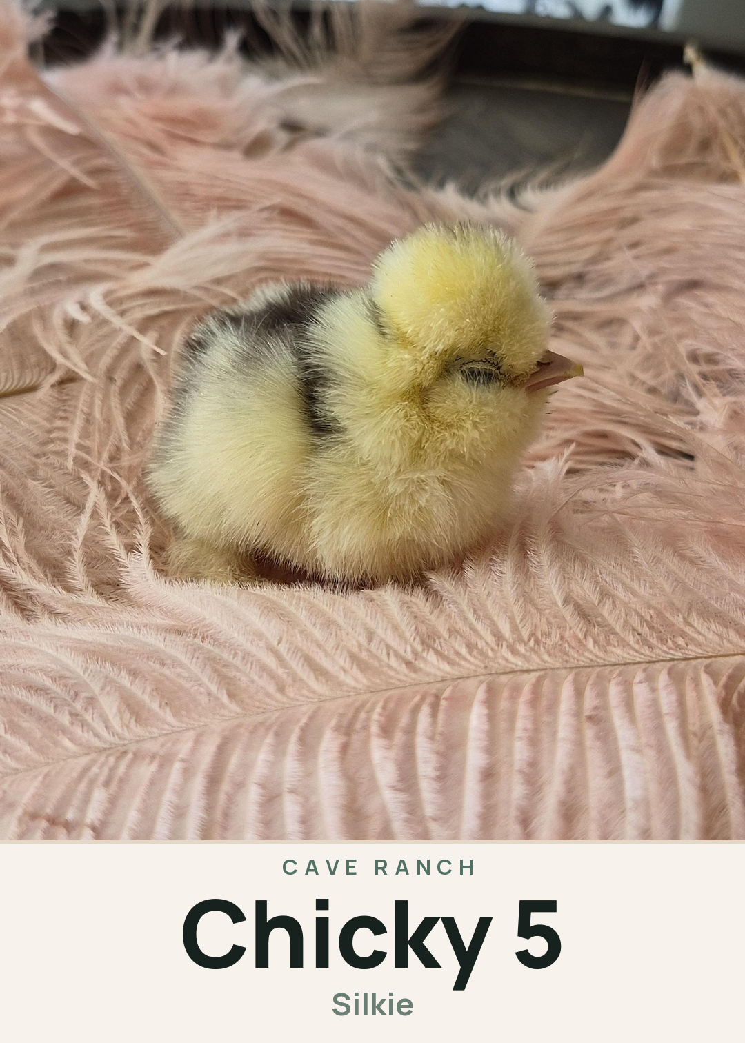 Chicky 5 Creature Card