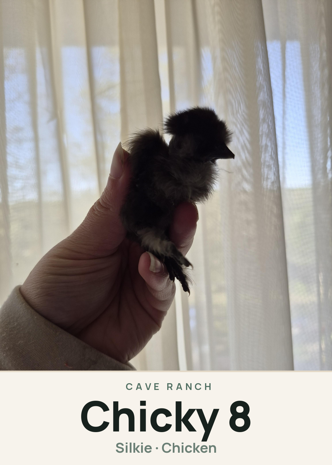 Chicky 8 Creature Card