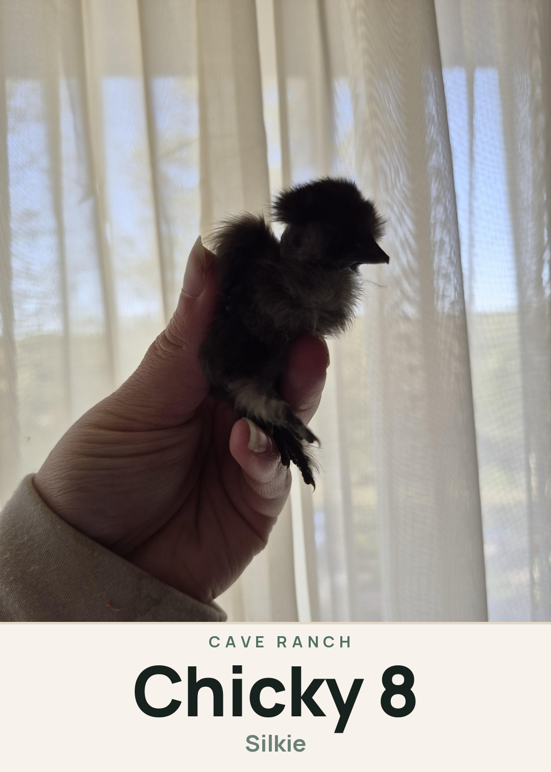 Chicky 8 Creature Card