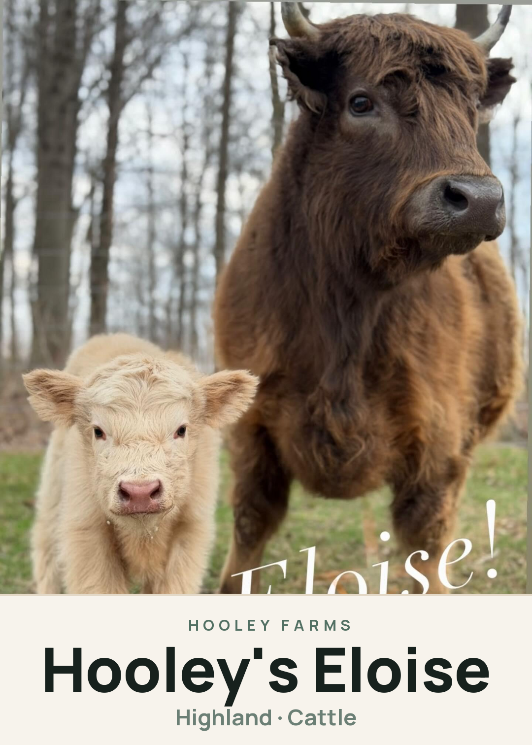 Hooley's Eloise Creature Card