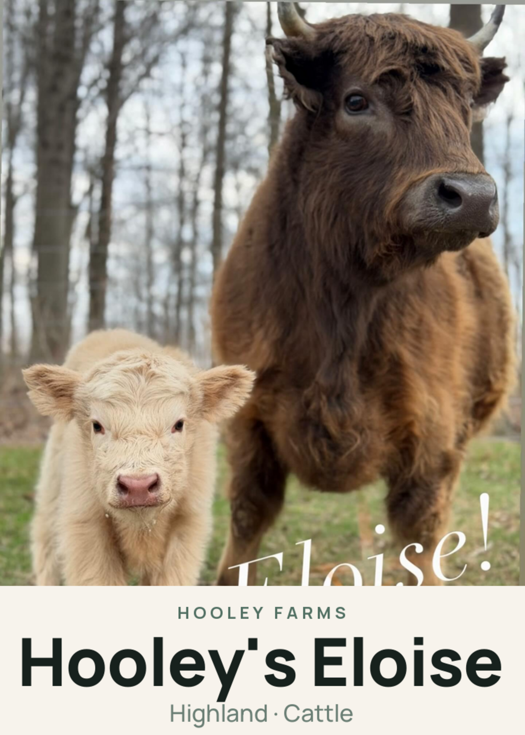 Hooley's Eloise Creature Card