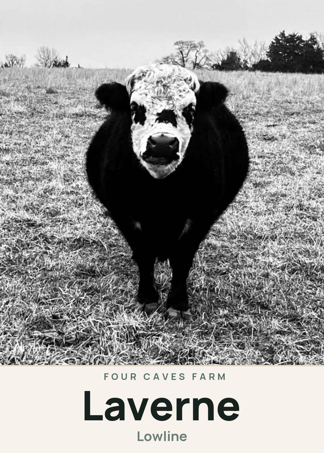 Laverne Creature Card