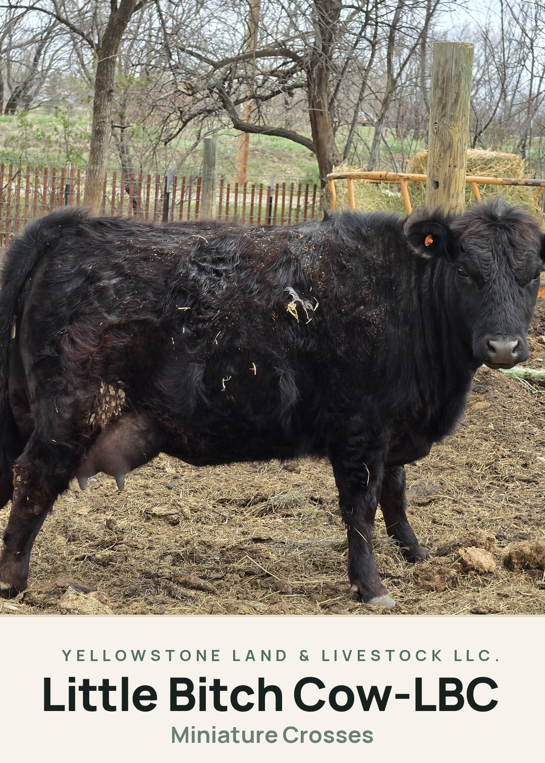 Little Bitch Cow-LBC Creature Card