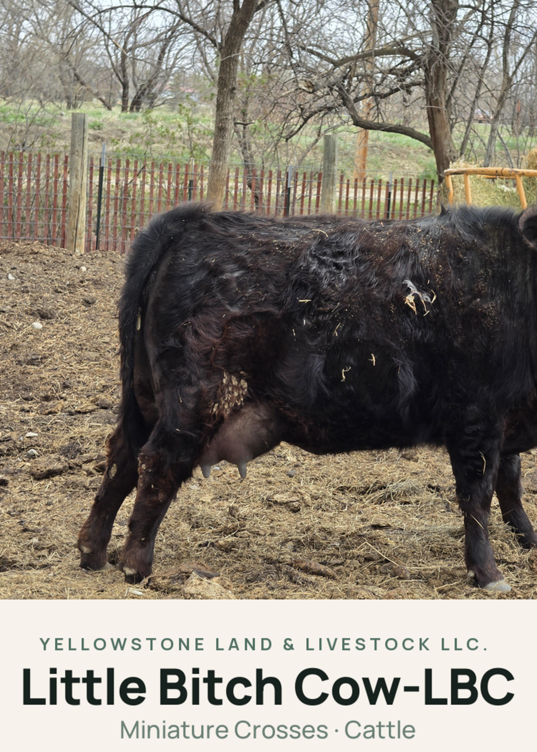 Little Bitch Cow-LBC Creature Card