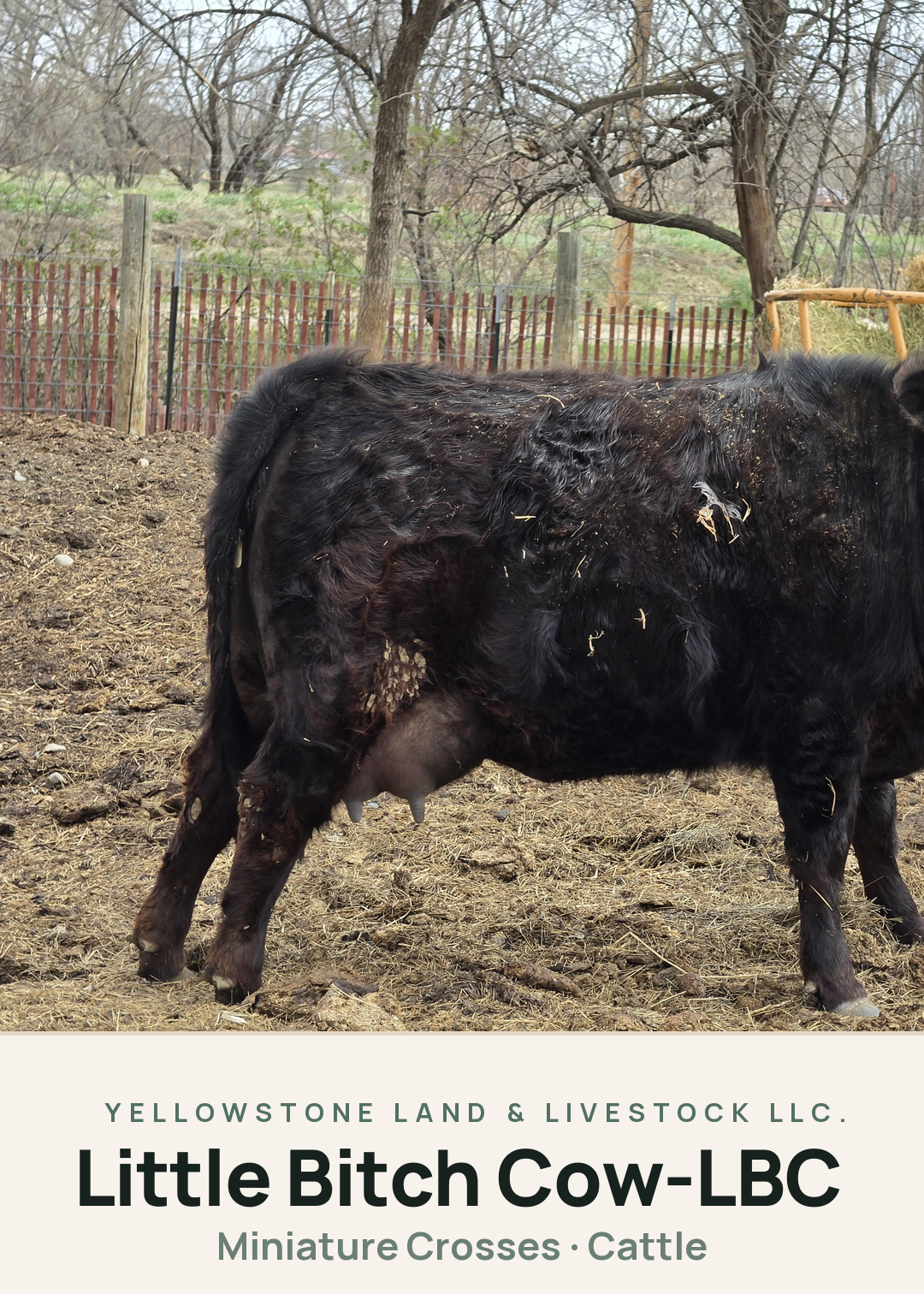 Little Bitch Cow-LBC Creature Card