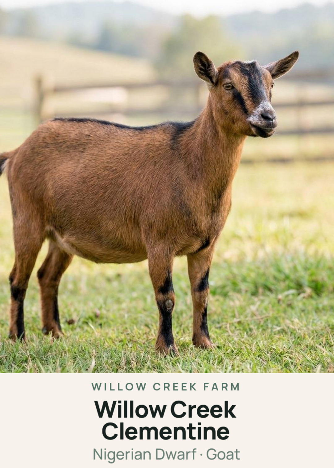 Willow Creek Clementine Creature Card