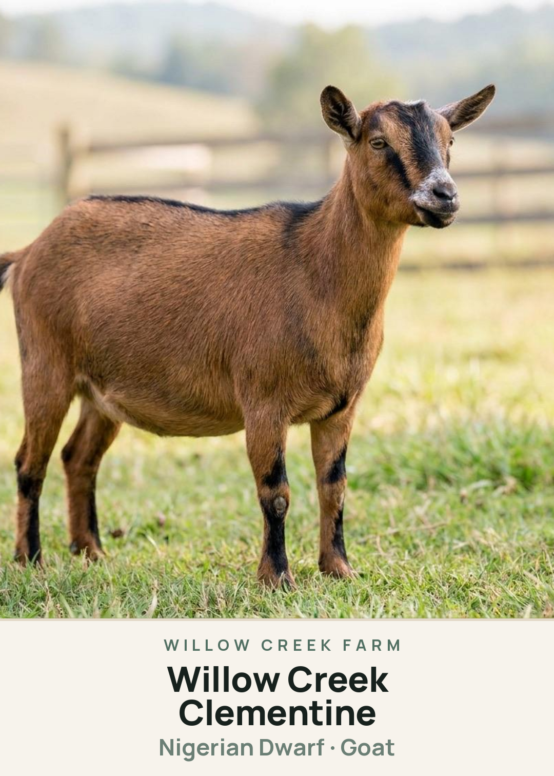 Willow Creek Clementine Creature Card