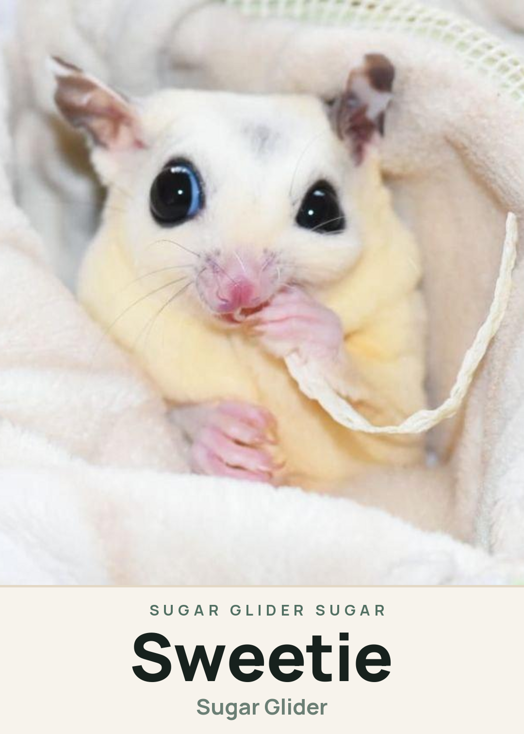 Sweetie Creature Card