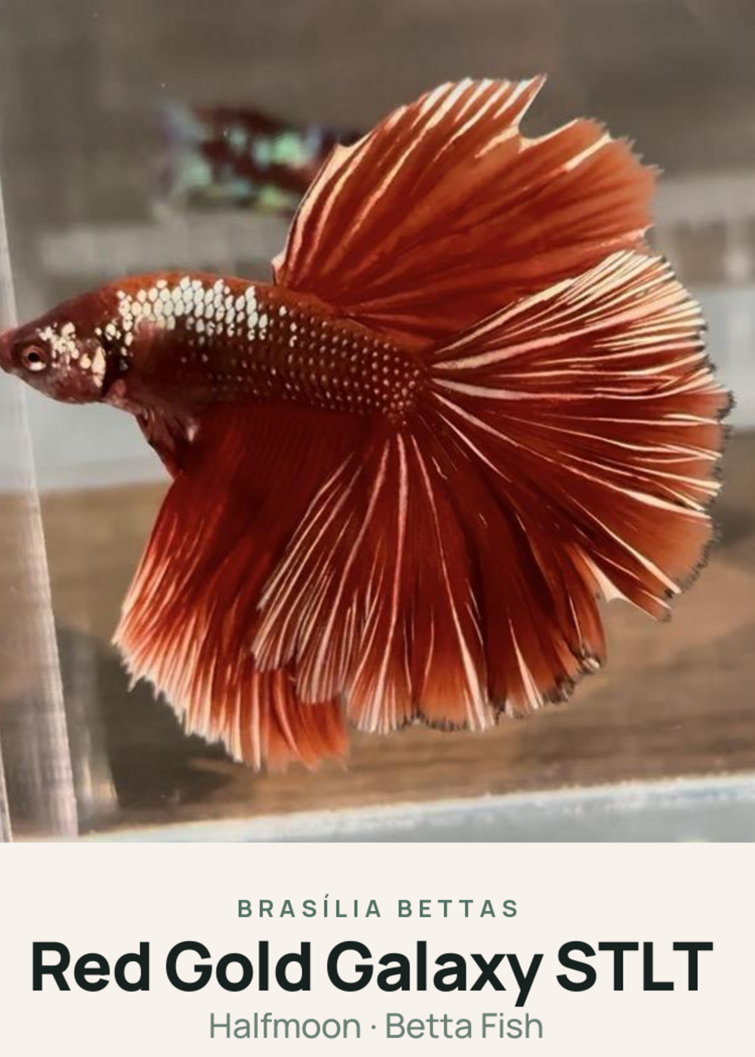 Red Gold Galaxy STLT Creature Card