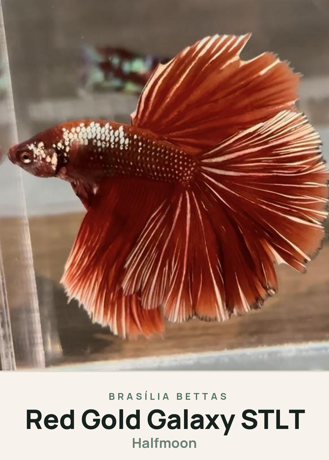 Red Gold Galaxy STLT Creature Card