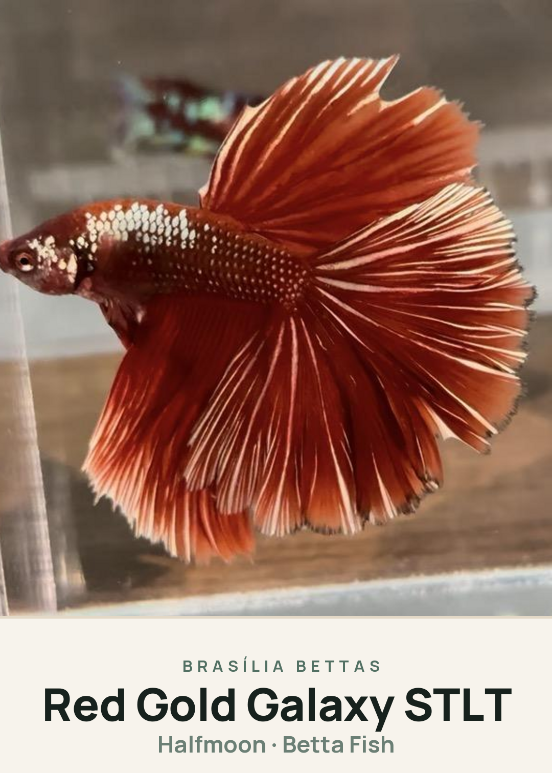 Red Gold Galaxy STLT Creature Card