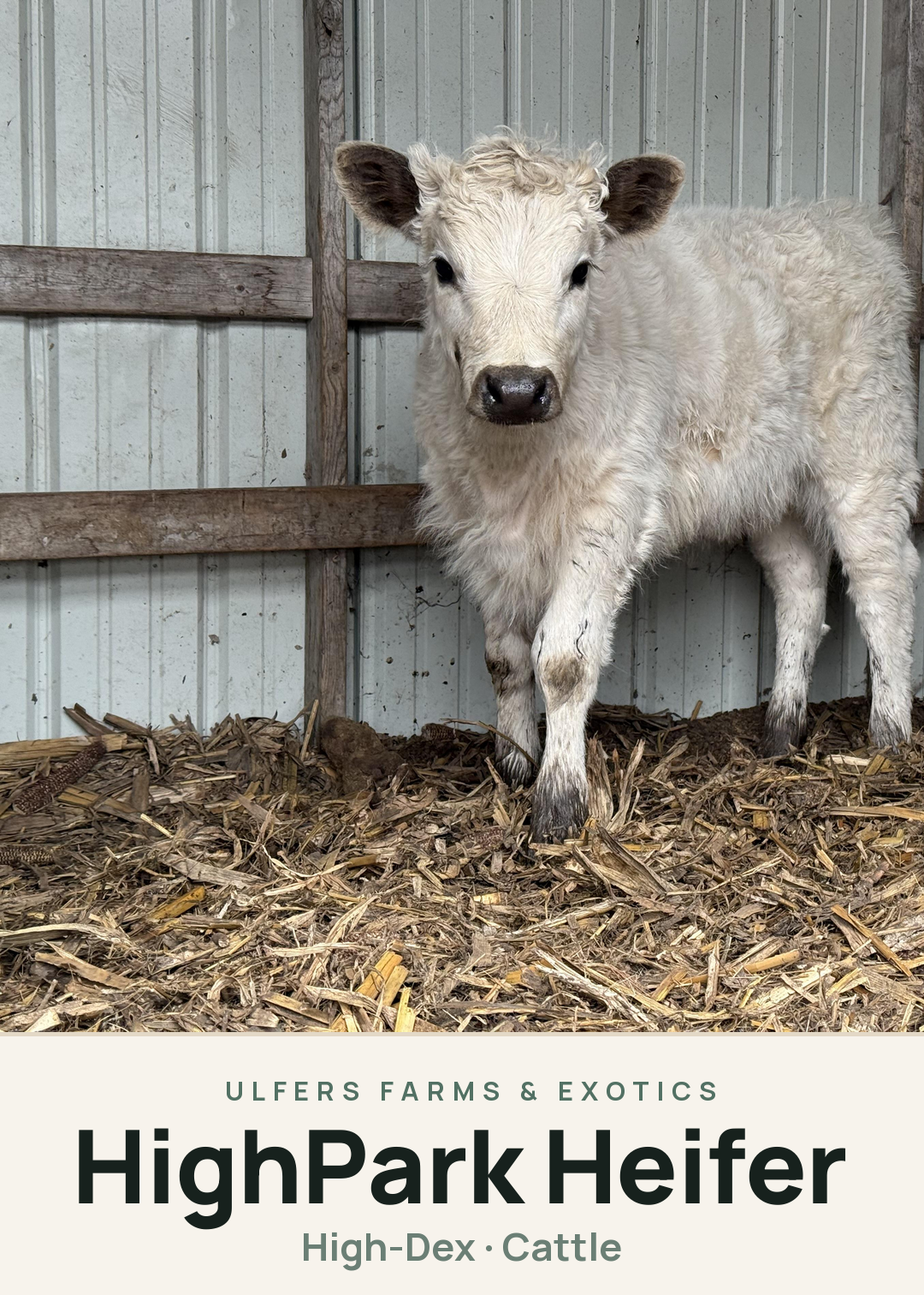 HighPark Heifer Creature Card