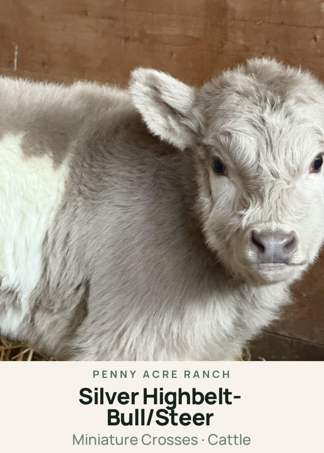 Silver Highbelt- Bull/Steer Creature Card