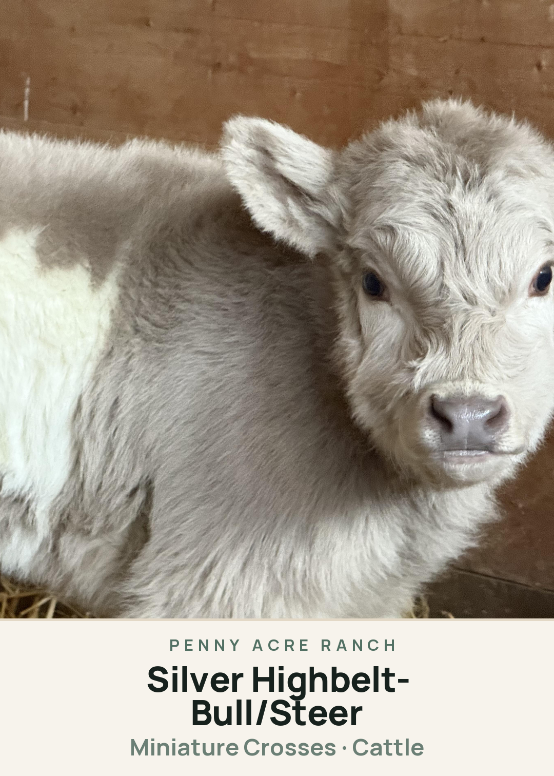 Silver Highbelt- Bull/Steer Creature Card