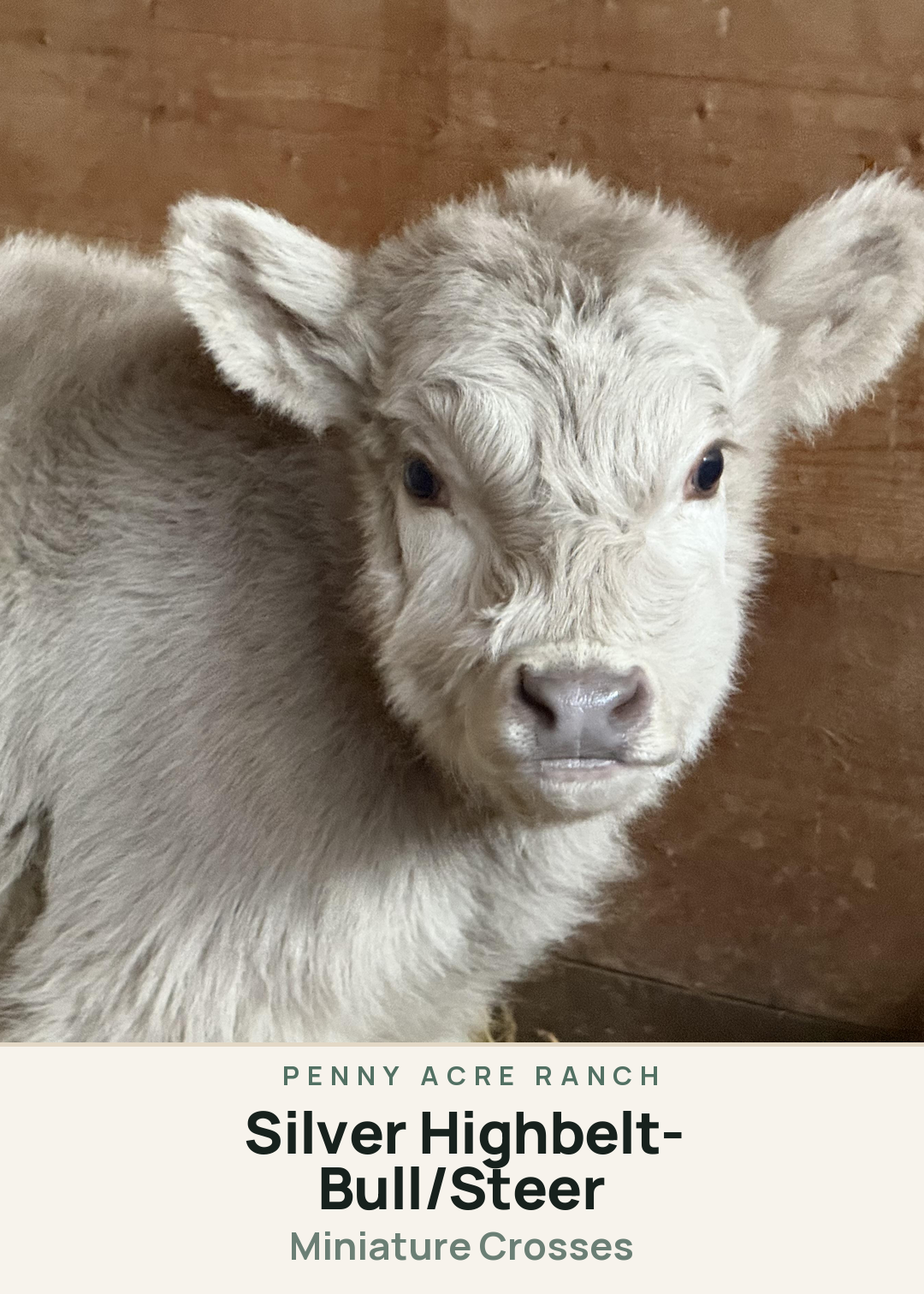 Silver Highbelt- Bull/Steer Creature Card
