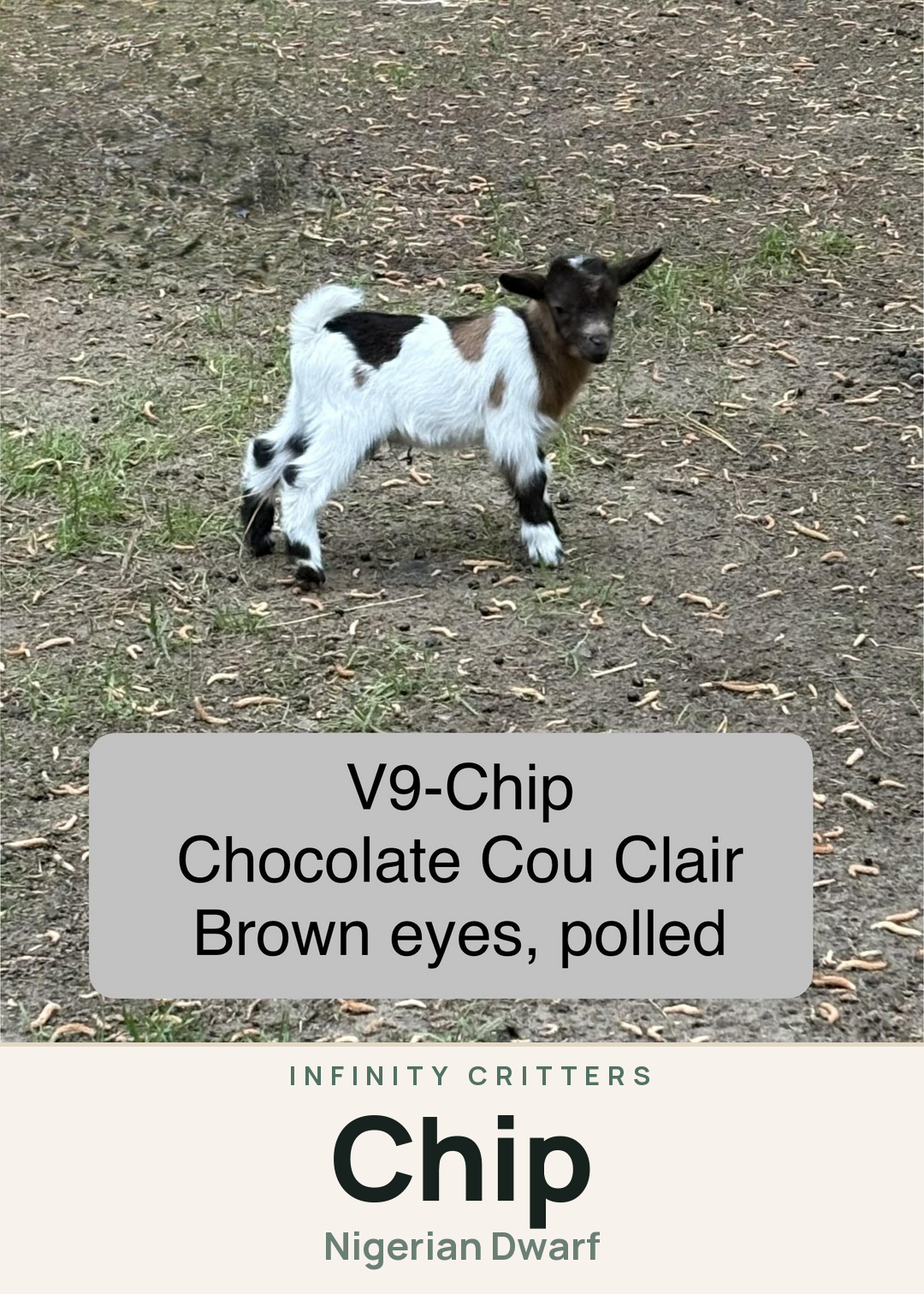 Chip Creature Card