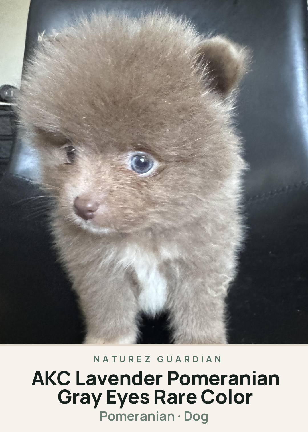 AKC Lavender Pomeranian Gray Eyes Rare Color Creature Card