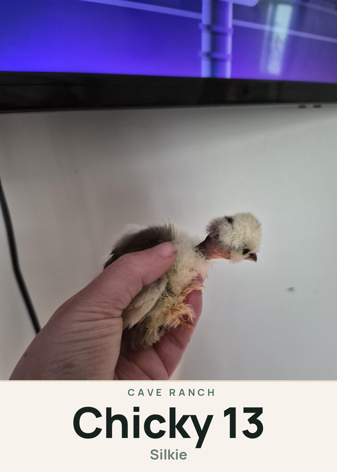 Chicky 13 Creature Card