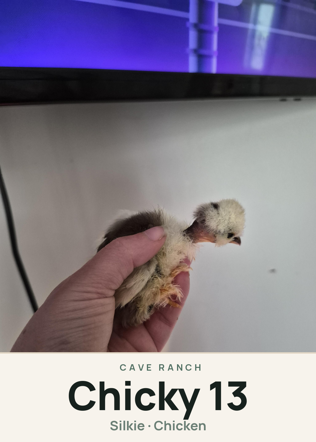 Chicky 13 Creature Card