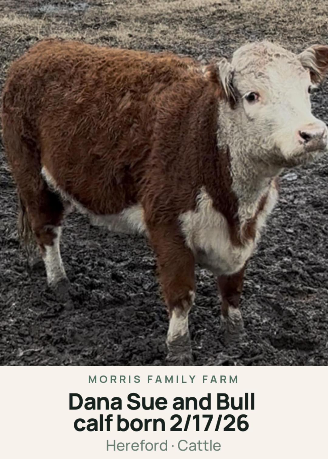 Dana Sue and Bull calf born 2/17/26 Creature Card