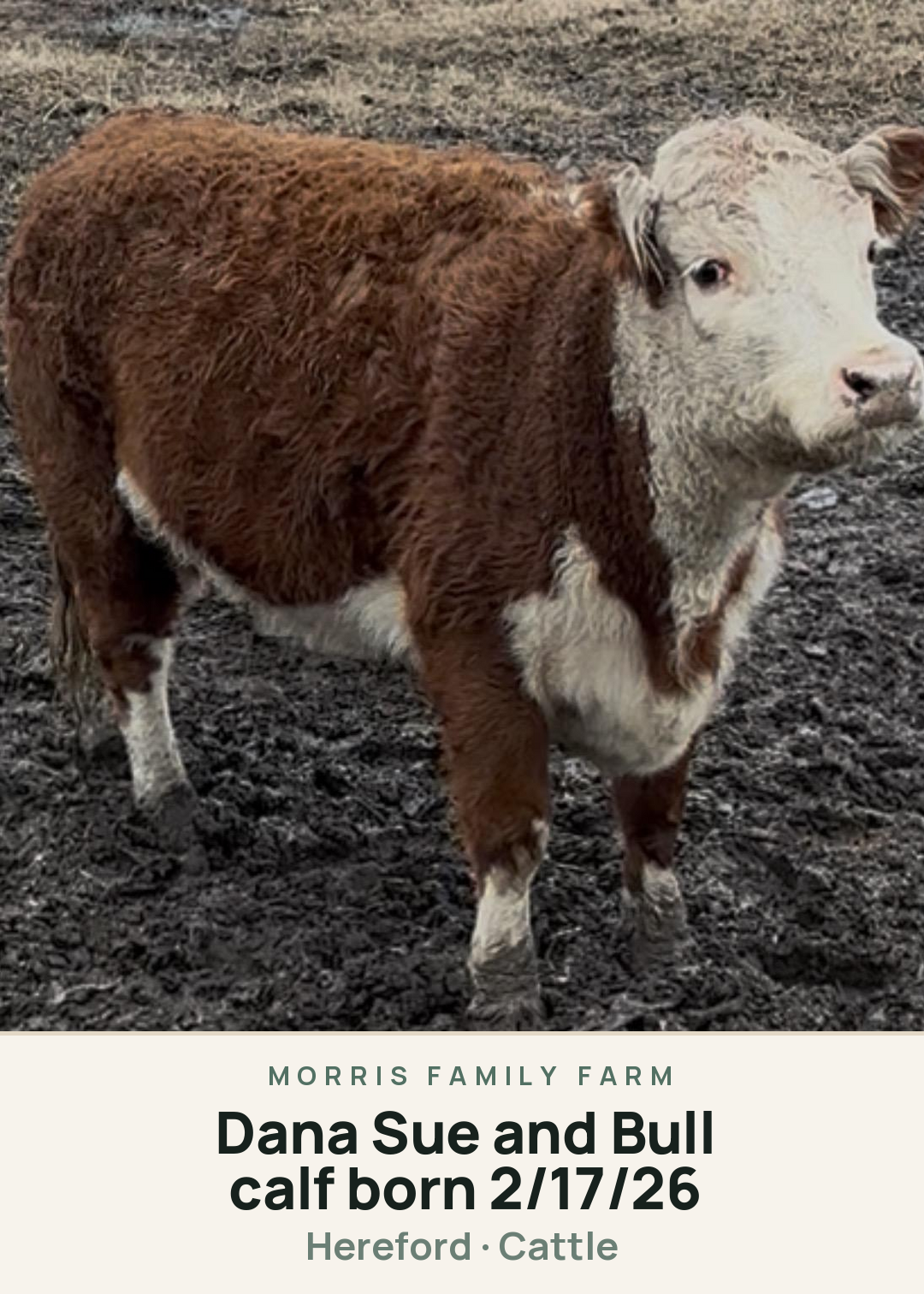 Dana Sue and Bull calf born 2/17/26 Creature Card